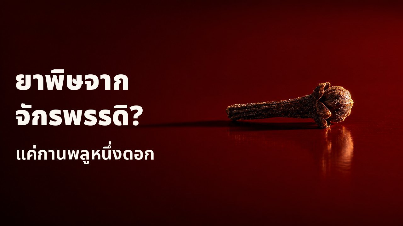ยาพิษจากจักรพรรดิ? แค่กานพลูหนึ่งดอก ดอกตูมกานพลูสีเข้มหนึ่งดอกวางอยู่บนถาดเครื่องเขินสีแดงชาดเงาวับ ดูเหมือนตะปูเหล็กตัวเล็ก แสงแรงส่องจากด้านเดียวจนเงายาวทอดไปบนผิวเครื่องเขิน