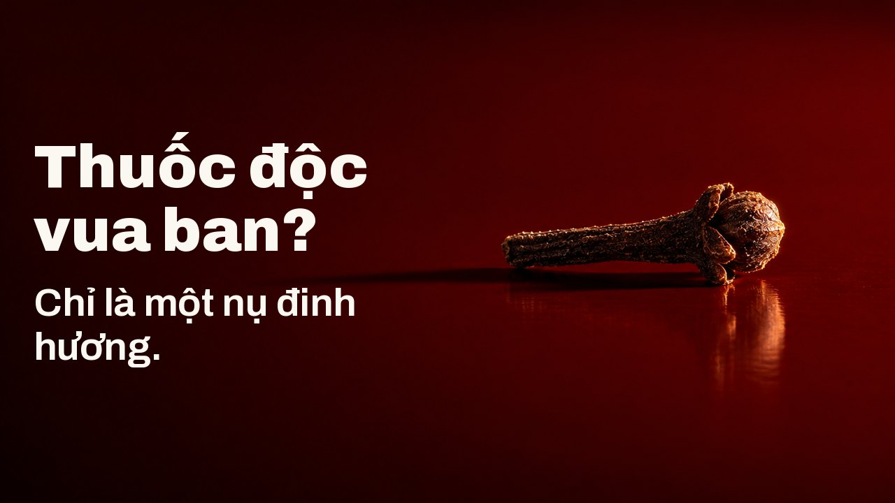 Thuốc độc vua ban? Chỉ là một nụ đinh hương. Một nụ đinh hương sẫm màu nằm trên khay sơn mài đỏ son bóng loáng như một chiếc đinh sắt nhỏ, được chiếu sáng gắt từ một phía để bóng dài của nó trải dài trên mặt sơn mài.