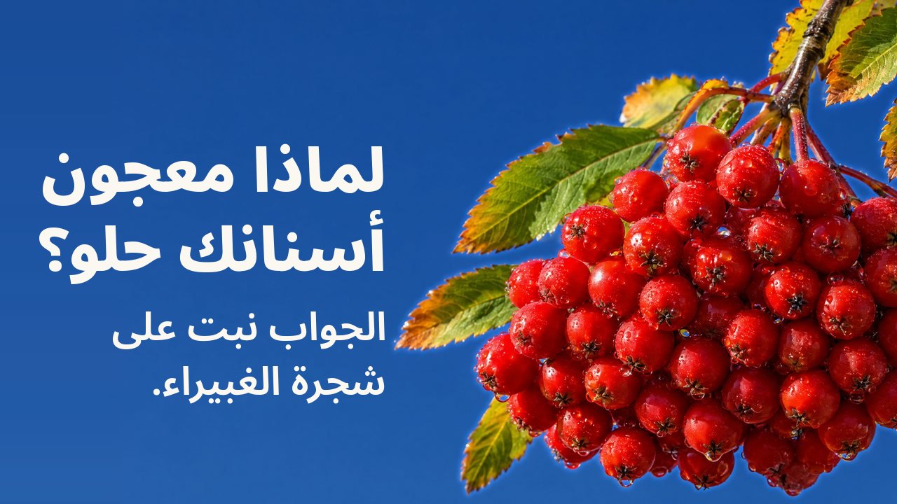 لماذا معجون أسنانك حلو؟ الجواب نبت على شجرة الغبيراء. عنقود ثقيل من ثمار الغبيراء الحمراء الناضجة تعلوها قطرات الندى، معلّق بغصن بين أوراق خريفية أمام سماء زرقاء صافية.