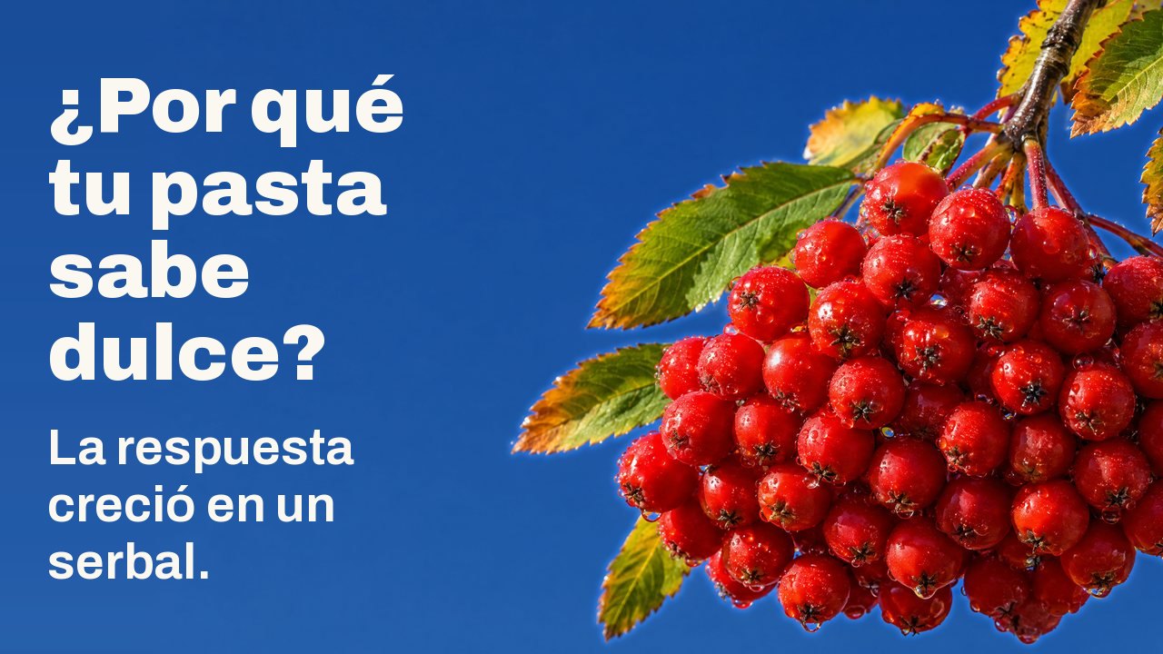 ¿Por qué tu pasta sabe dulce? La respuesta creció en un serbal. Un racimo cargado de bayas de serbal maduras, de un rojo escarlata y con gotas de rocío, cuelga de una rama con hojas otoñales ante un cielo azul intenso y despejado.