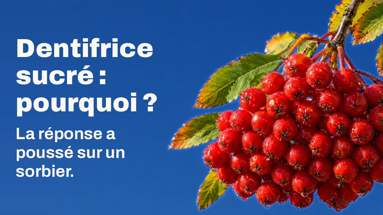Dentifrice sucré : pourquoi ? La réponse a poussé sur un sorbier. Une lourde grappe de baies de sorbier mûres, rouge écarlate et perlées de rosée, pend à un rameau aux feuilles d’automne devant un ciel bleu profond et dégagé.