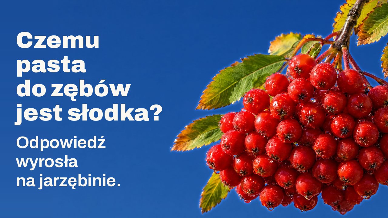 Czemu pasta do zębów jest słodka? Odpowiedź wyrosła na jarzębinie. Ciężki baldach dojrzałych, szkarłatnych owoców jarzębiny z kroplami rosy zwisa z gałązki z jesiennymi liśćmi na tle czystego, głęboko niebieskiego nieba.