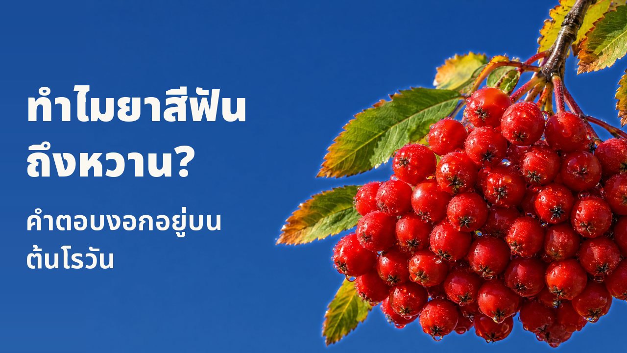ทำไมยาสีฟันถึงหวาน? คำตอบงอกอยู่บนต้นโรวัน พวงผลโรวันสีแดงสดที่สุกงอมและมีหยดน้ำค้างห้อยจากกิ่งที่มีใบไม้ร่วง ตัดกับท้องฟ้าสีน้ำเงินเข้มที่แจ่มใส