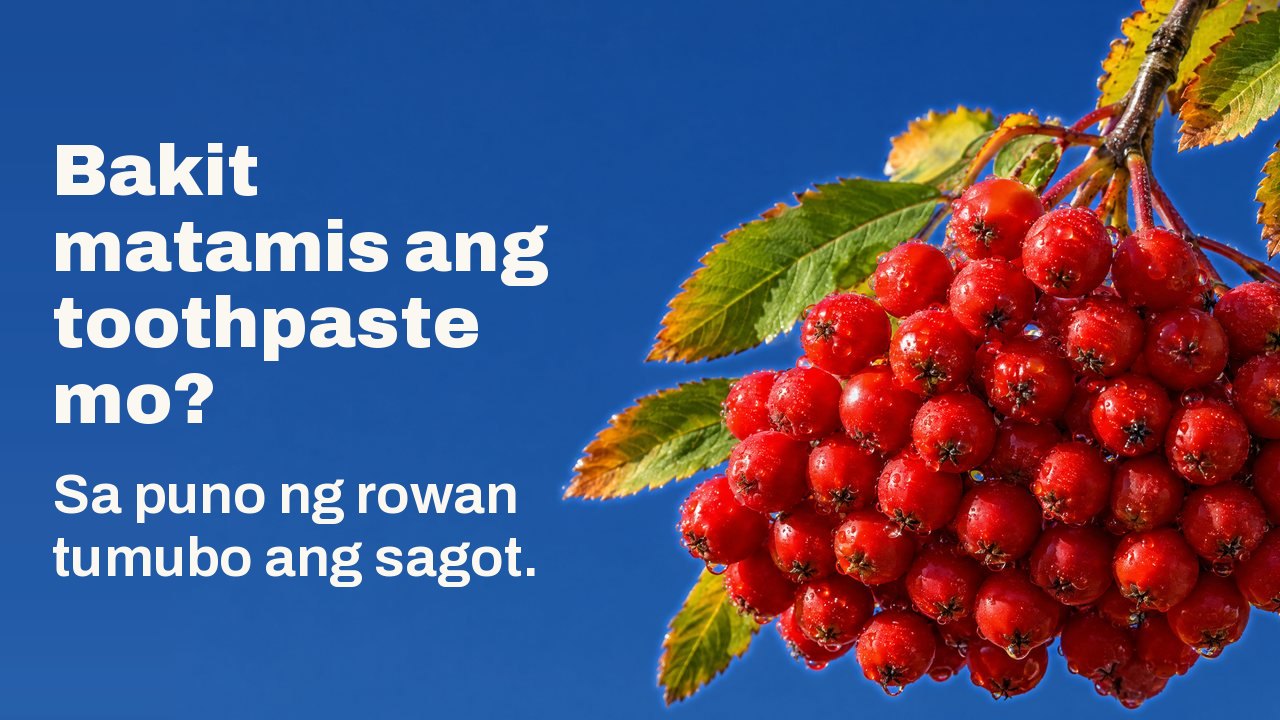 Bakit matamis ang toothpaste mo? Sa puno ng rowan tumubo ang sagot. Isang mabigat na kumpol ng hinog at matingkad na pulang bunga ng rowan na may hamog, nakabitin sa sanga na may mga dahong pantaglagas, sa harap ng malinaw at matingkad na asul na langit.