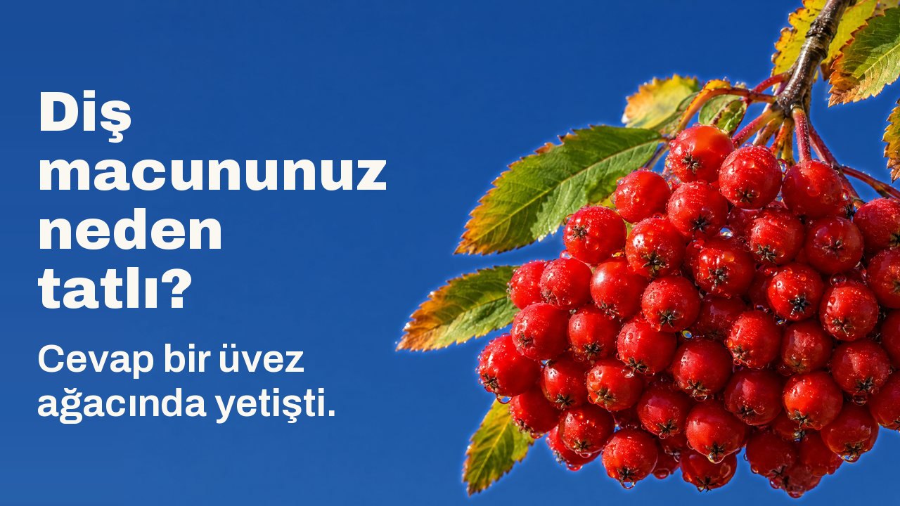 Diş macununuz neden tatlı? Cevap bir üvez ağacında yetişti. Çiy damlalı, olgun, kıpkırmızı üvez meyvelerinden ağır bir salkım, sonbahar yapraklı bir daldan berrak ve koyu mavi bir göğün önünde sarkıyor.