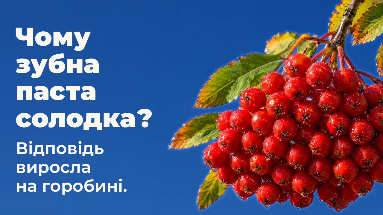 Чому зубна паста солодка? Відповідь виросла на горобині. Важке гроно стиглої червоної горобини з краплями роси звисає з гілки з осіннім листям на тлі чистого глибокого синього неба.