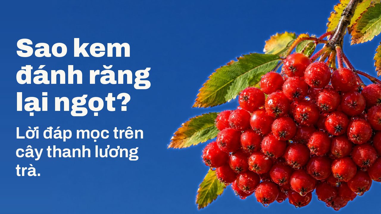 Sao kem đánh răng lại ngọt? Lời đáp mọc trên cây thanh lương trà. Một chùm quả thanh lương trà chín đỏ thắm, đọng sương, treo trên cành lá thu trước bầu trời xanh thẫm trong vắt.