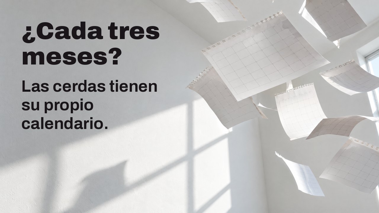 ¿Cada tres meses? Las cerdas tienen su propio calendario. Hojas de calendario en blanco arrancadas vuelan por una habitación blanca y soleada, congeladas en el aire.