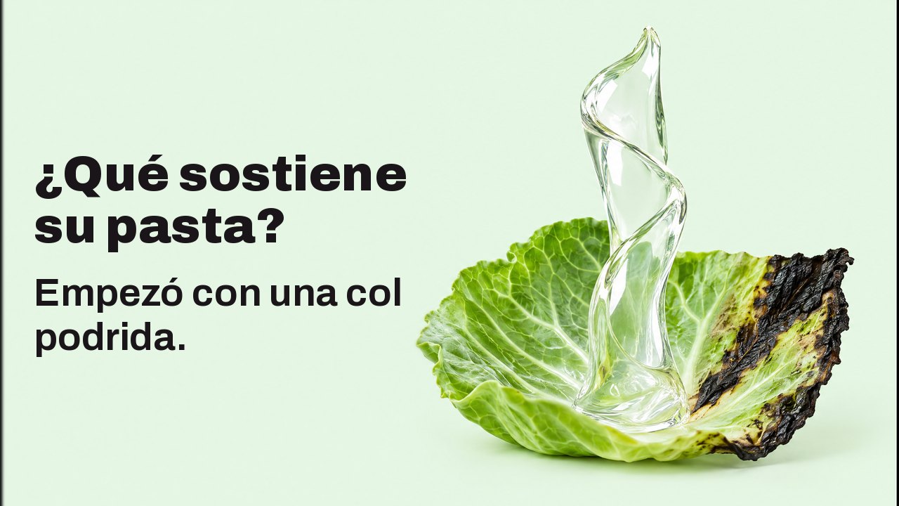 ¿Qué sostiene su pasta? Empezó con una col podrida. Primer plano a la altura de la hoja sobre un fondo verde menta pálido: una cinta brillante de gel transparente se alza vertical desde una hoja de col fresca con el borde ennegrecido y se sostiene sola como una escultura.
