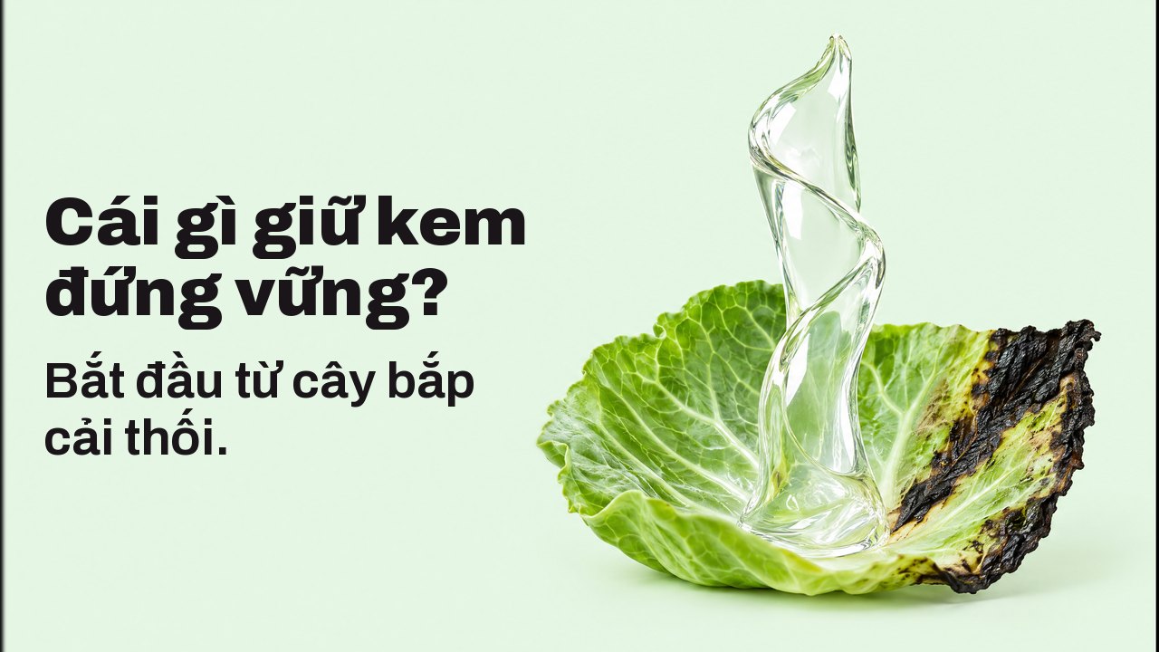 Cái gì giữ kem đứng vững? Bắt đầu từ cây bắp cải thối. Cận cảnh ngang tầm chiếc lá trên nền xanh bạc hà nhạt: một dải gel trong suốt bóng loáng vươn thẳng lên từ chiếc lá bắp cải tươi có mép đã chuyển đen, tự đứng như một tác phẩm điêu khắc.