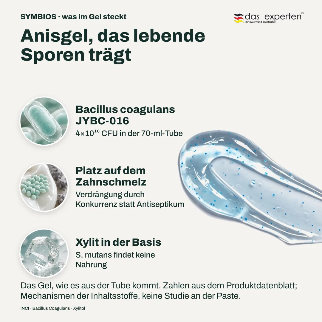 Anisgel, das lebende Sporen trägt — Bacillus coagulans JYBC-016; Platz auf dem Zahnschmelz; Xylit in der Basis