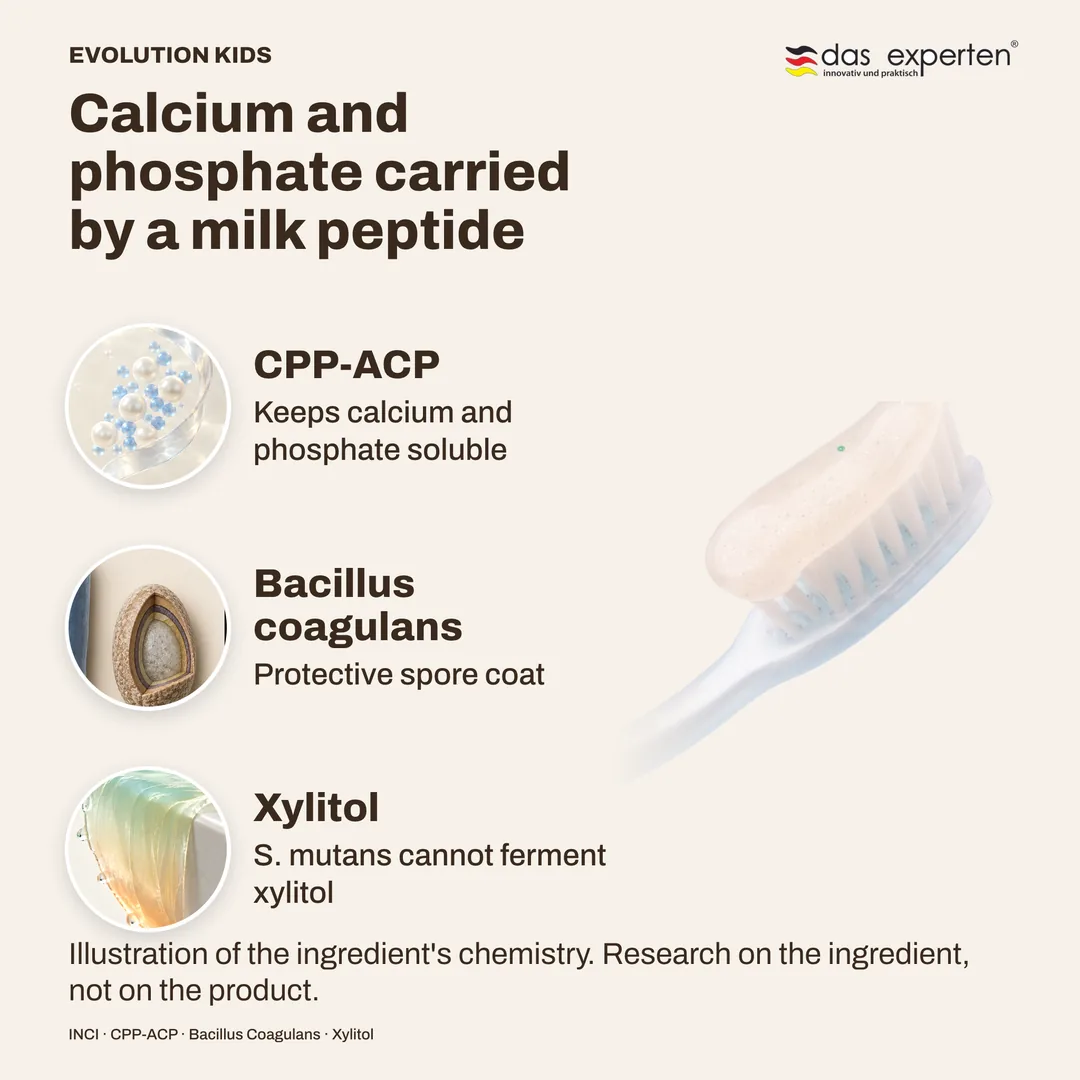 Calcium and phosphate carried by a milk peptide · Bacillus coagulans · Xylitol