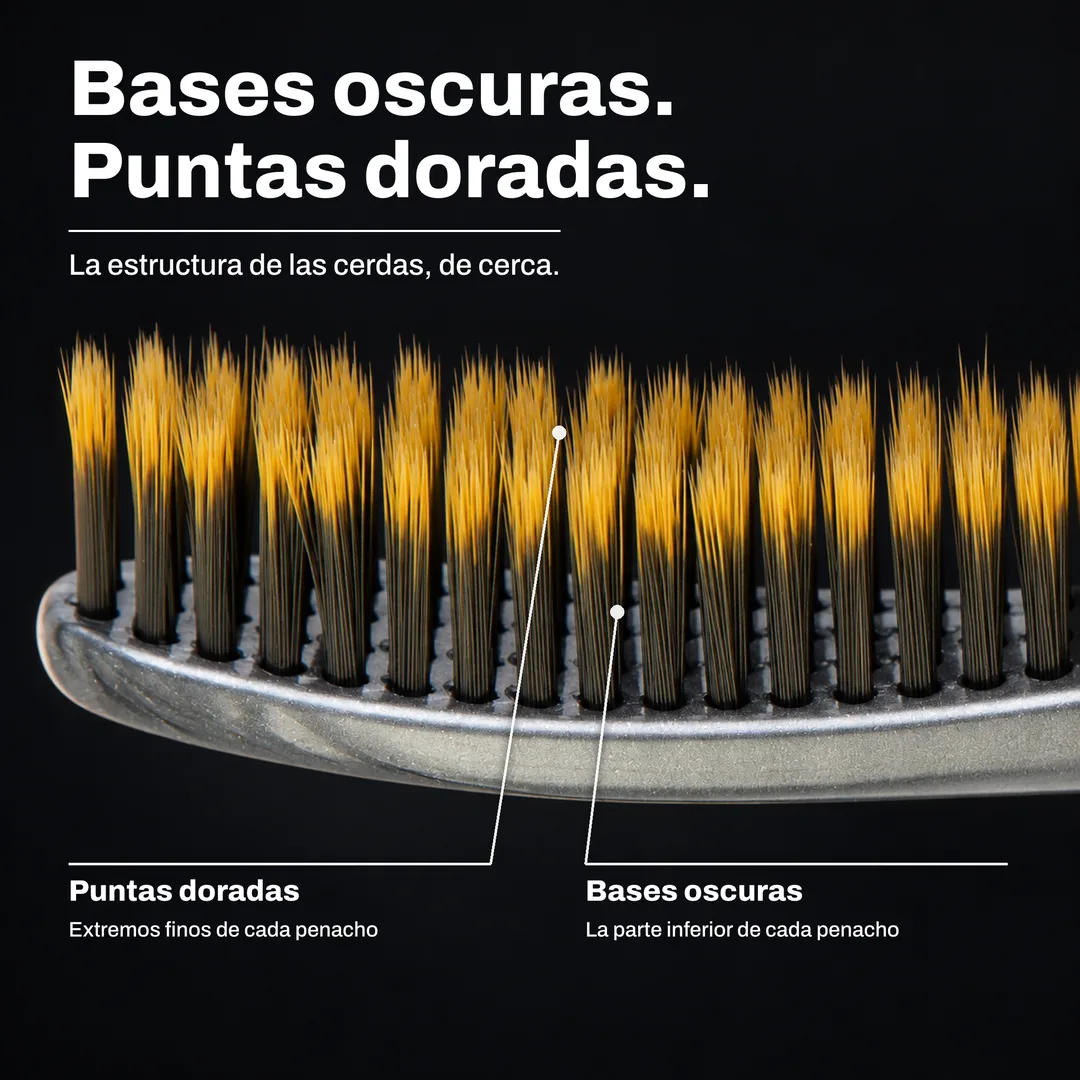Bases oscuras. Puntas doradas. La estructura de las cerdas, de cerca. Puntas doradas: Extremos finos de cada penacho. Bases oscuras: La parte inferior de cada penacho.