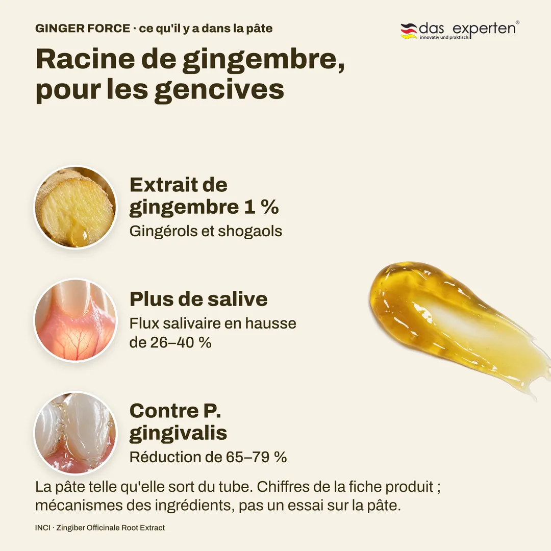 Racine de gingembre, pour les gencives — Extrait de gingembre 1 %; Plus de salive; Contre P. gingivalis
