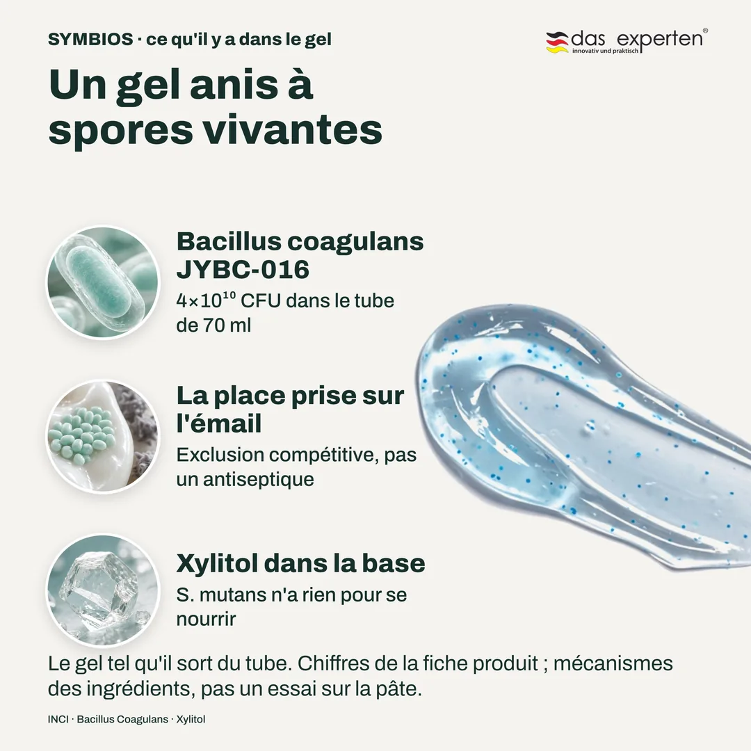 Un gel anis à spores vivantes — Bacillus coagulans JYBC-016; La place prise sur l'émail; Xylitol dans la base