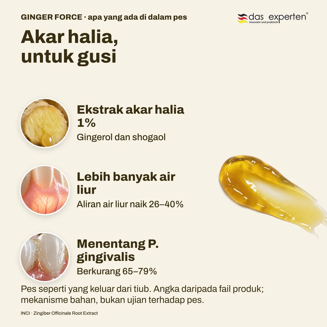 Akar halia, untuk gusi — Ekstrak akar halia 1%; Lebih banyak air liur; Menentang P. gingivalis