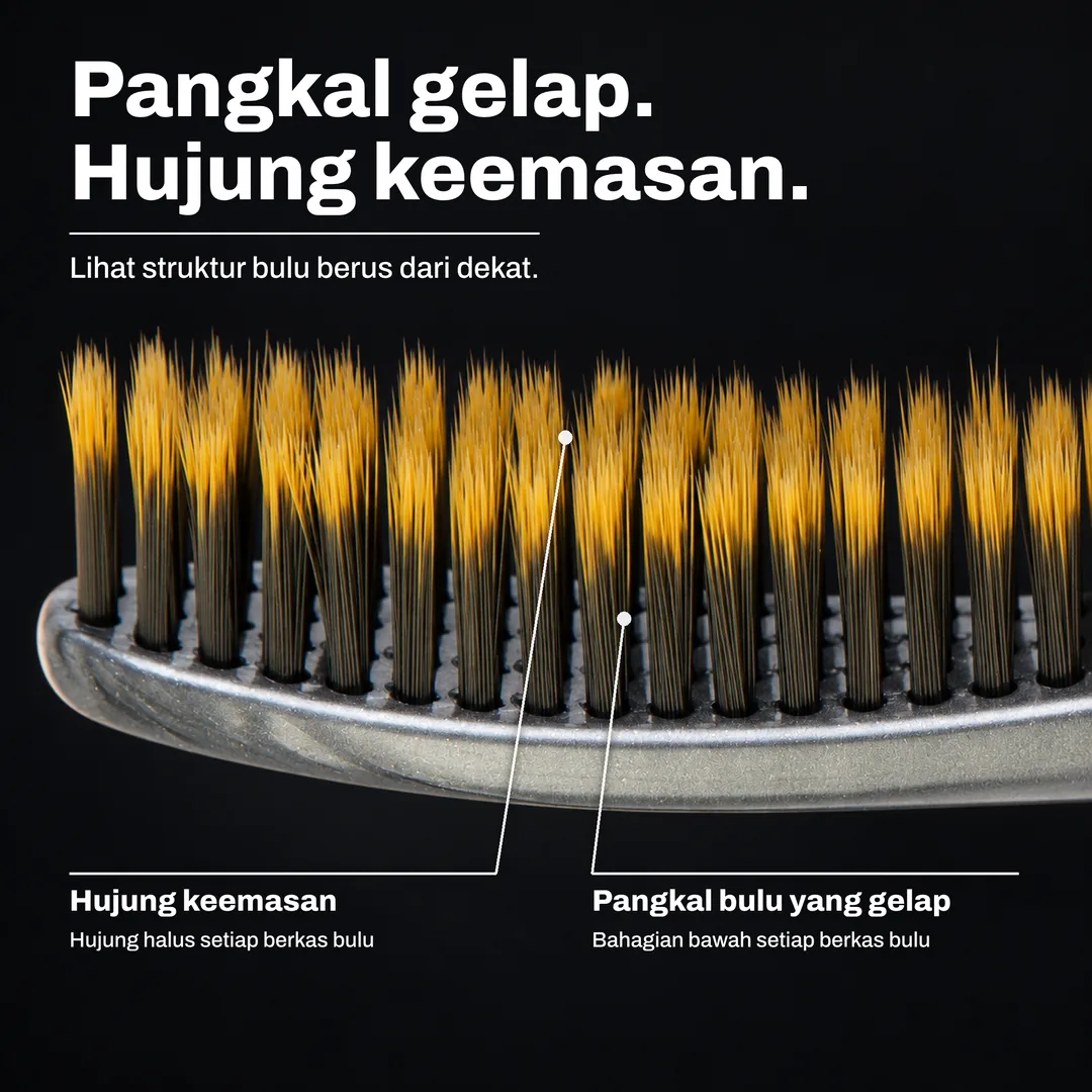 Pangkal gelap. Hujung keemasan. Lihat struktur bulu berus dari dekat. Hujung keemasan: Hujung halus setiap berkas bulu. Pangkal bulu yang gelap: Bahagian bawah setiap berkas bulu.