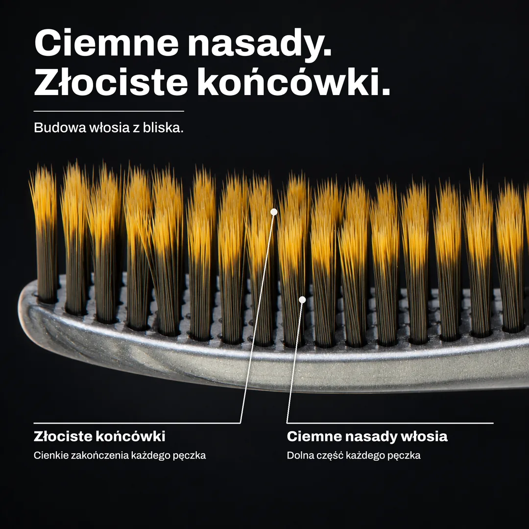 Ciemne nasady. Złociste końcówki. Budowa włosia z bliska. Złociste końcówki: Cienkie zakończenia każdego pęczka. Ciemne nasady włosia: Dolna część każdego pęczka.